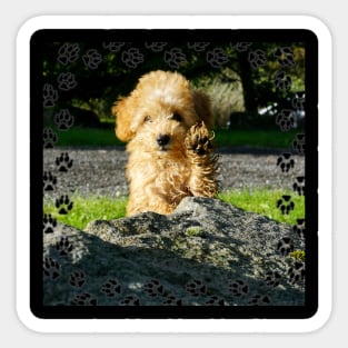 Toy Poodle Puppy Sticker